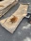 Preview: Table Slabe caucasian Walnut #4.4