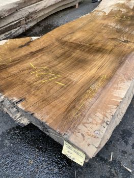 Unikat - Bohle Nussbaum kaukasisch #4.2