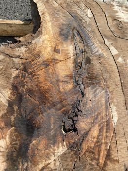 Table Slab Caucasian Walnut #03