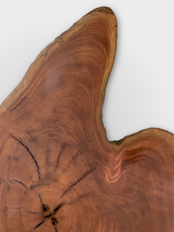 Spanish Cedar Tree Disc - Unique Table raw 180cm #006