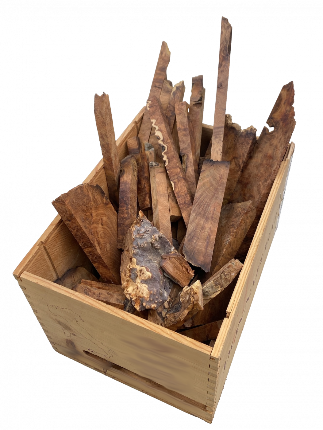 Thuya Maserknolle - 2kg